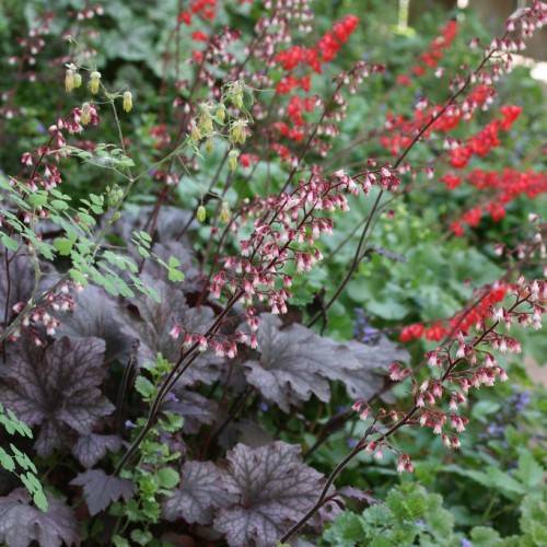 clusters of delicate, small, red and white flowers on tall, slender deep red to violet stalks, rounded, deeply lobed violet-gray, and broad leaves