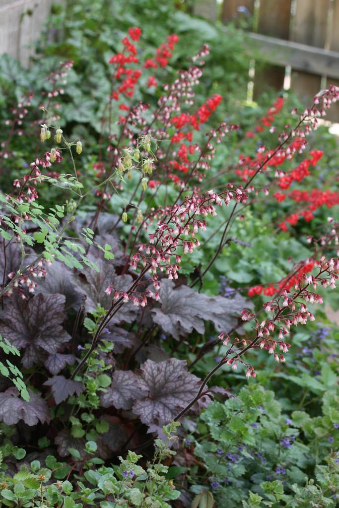 clusters of delicate, small, red and white flowers on tall, slender deep red to violet stalks, rounded, deeply lobed violet-gray, and broad leaves