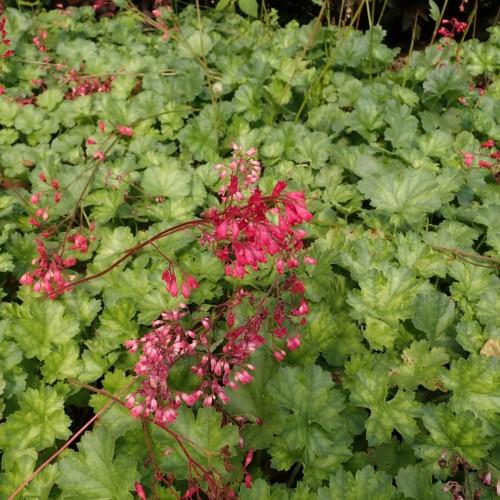 Dark-pink flowers with dark-pink stems pink-white buds with green leaves