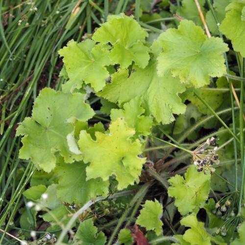 clusters of delicate, small, white to navy blue flowers on green stems, and rounded, green, leaves with ruffled edges