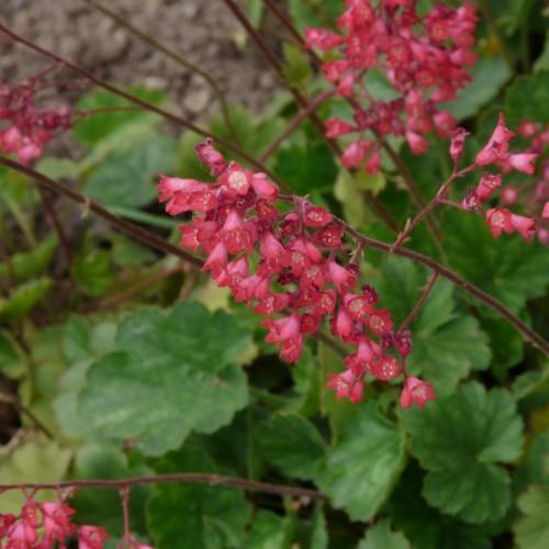 Dark-pink flowers with white center, white anthers and burgundy stems with green leaves