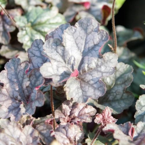 White-gray leaves with white midrib brown stems and white hair.