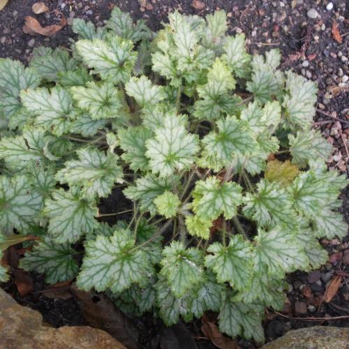 White leaves with green stems, white hair, lime blade, green midrib and veins.
