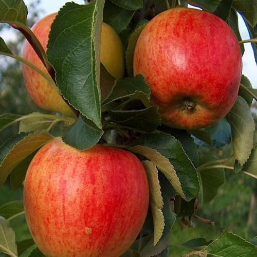 red-yellow fruits with green leaves and green-brown stems and branches

