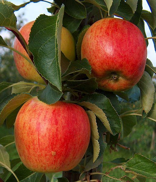 red-yellow fruits with green leaves and green-brown stems and branches
