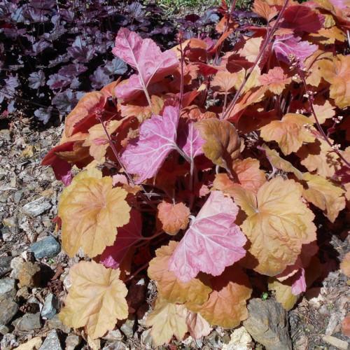 Orange leaves with burgundy stems, white hair, white buds and white midrib