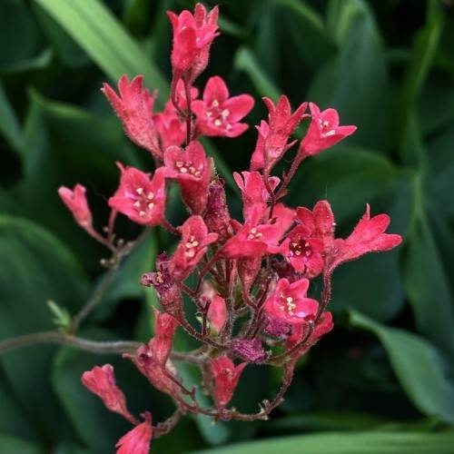 cluster of bell-shaped,red-pink flowers with off-white stamens along hairy, deep red stems