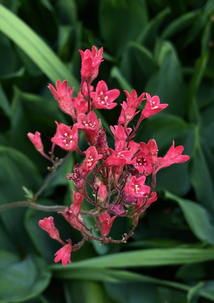 cluster of bell-shaped,red-pink flowers with off-white stamens along hairy, deep red stems