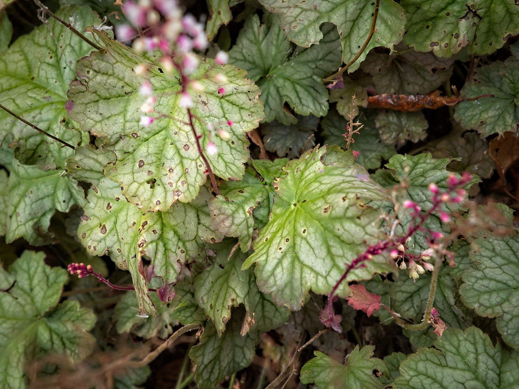 Coral Bells (Heuchera cvs.) displaying foliage in shades of green, purple, bronze, or silver with burgundy stem and pink-white blooms