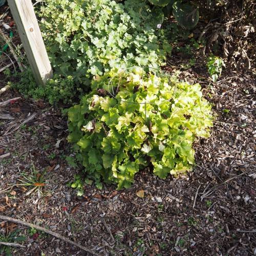 dense, glossy, green leaves with ruffled edges