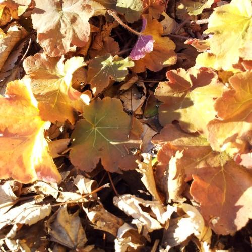 Orange leaves with green center, white midrib and orange stems