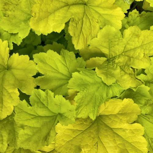 Coral Bells (Heuchera 'TNHEU042' DOLCE KEY LIME PIE) displaying lime-green foliage with pie-shaped leaf pattern