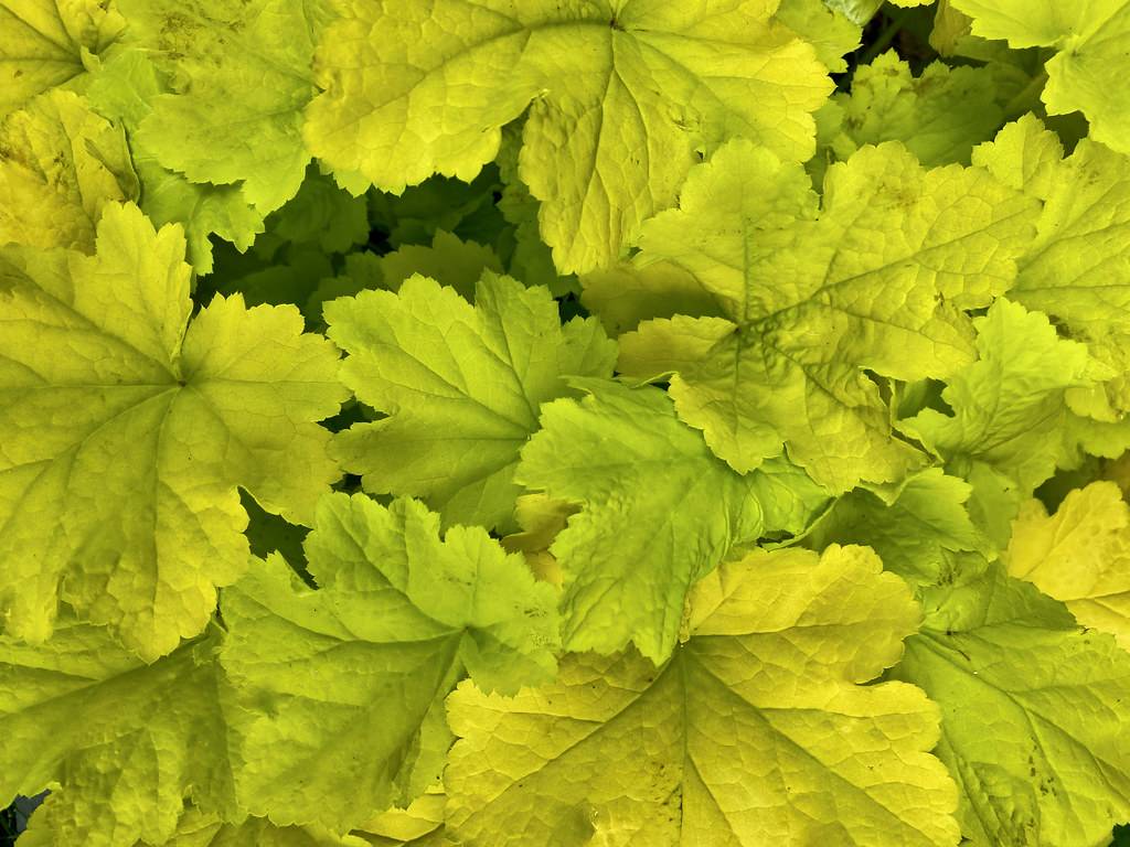 Coral Bells (Heuchera 'TNHEU042' DOLCE KEY LIME PIE) displaying lime-green foliage with pie-shaped leaf pattern