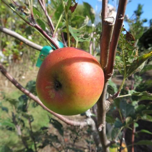 green-brown branch, consisting of pink-green fruit with green leaves and brown twigs