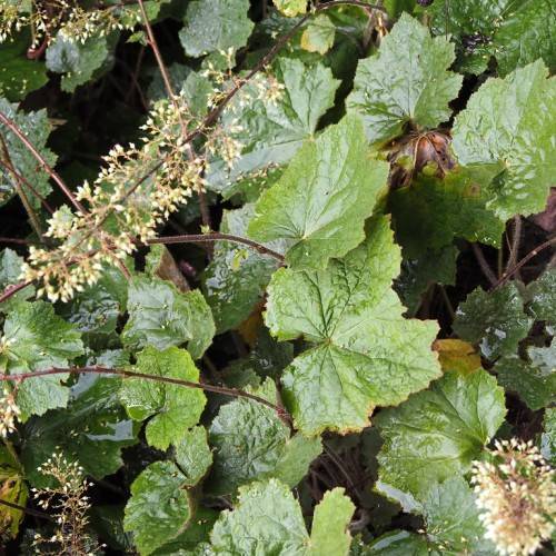 rounded and lobed shape, glossy, green leaves with clusters of small off-white flowers, and dark brown stems