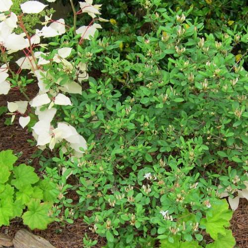 small, green, oval-shaped leaves with brownish-white flowers
