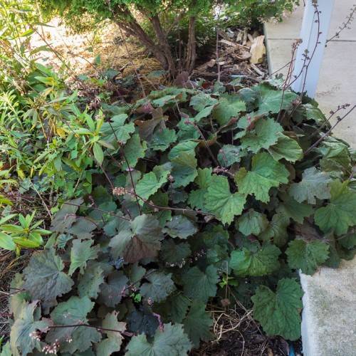 blue-green, deeply lobed, broad, Maple-like leave with deep red-brown stems