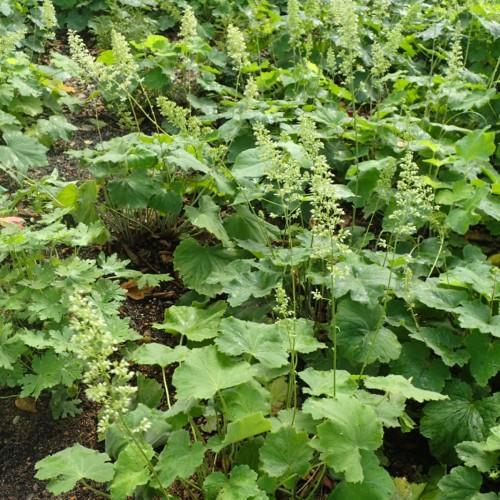 White flowers with white buds, green stipules,, green leaves, light-yellow midrib
