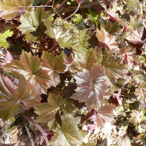 Green-brown leaves with light-brown stems and white hair.