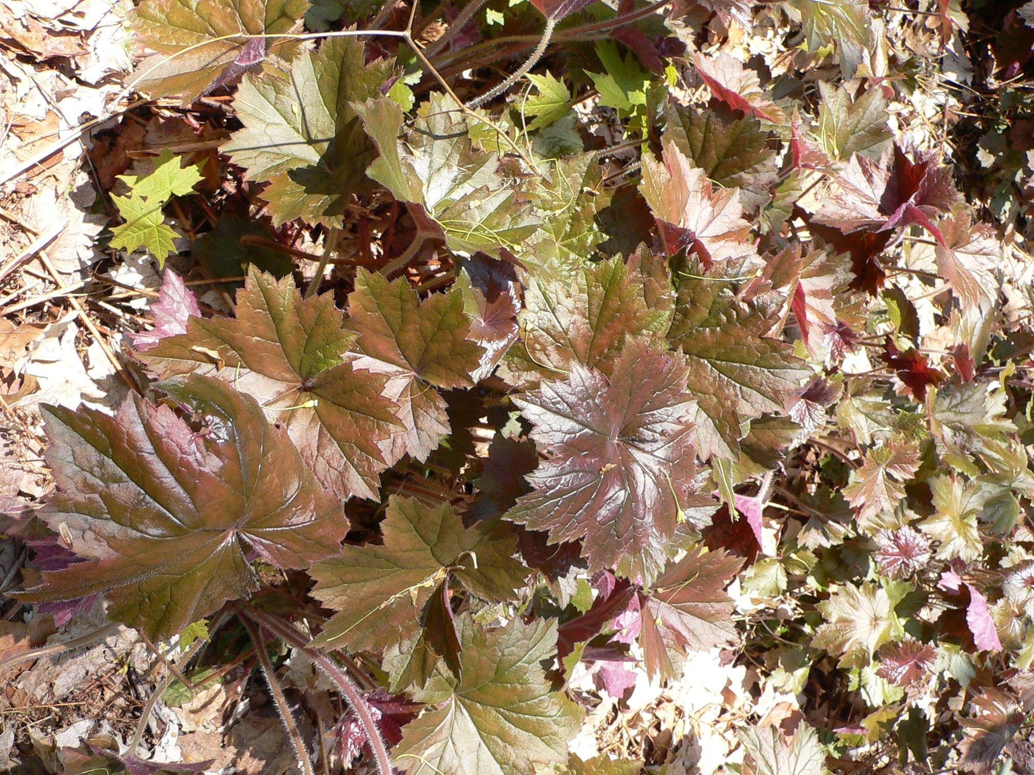 Green-brown leaves with light-brown stems and white hair.