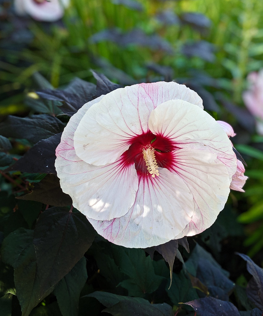 Hardy (Hibiscus 'Perfect Storm'); pinkish-white flower with red center, cream spadix, and deep blue-green leaves