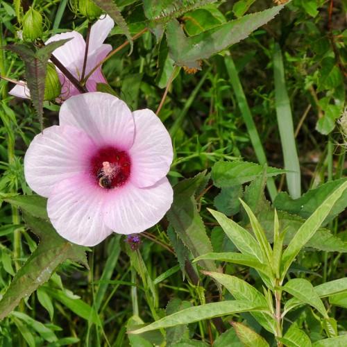 Light-pink flower with burgundy cnterpink stigma, pink anthers, white filaments, green leaves and brown stems.