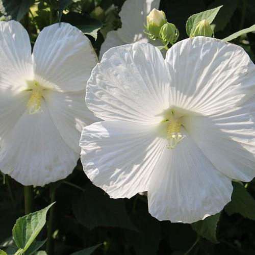 White flower with lime-white center, white stigma, white style and off-white anthers, green bud, green leaves and stems