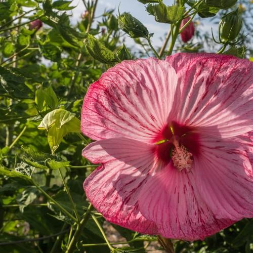 Magenta flower with burgundy centerdark-pink stigma, dark-pink anthers, green leaves and stems.