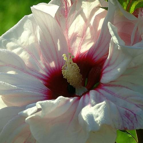 White flower with burgundy center off-white pistil off-white stamen and green leaves.