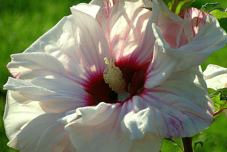 White flower with burgundy center off-white pistil off-white stamen and green leaves.