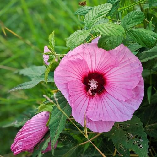 Pink flower with burgundy center, magenta stigma, light-pink anthers, green leaves and lime-yellow stems