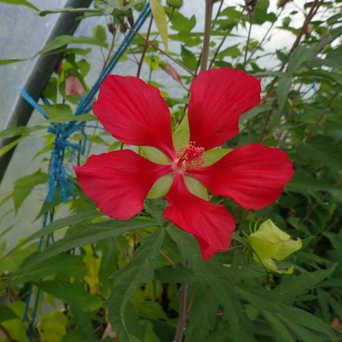 red flower with red spadix, green sepal, reddish-green stem, and narrow, green leaves