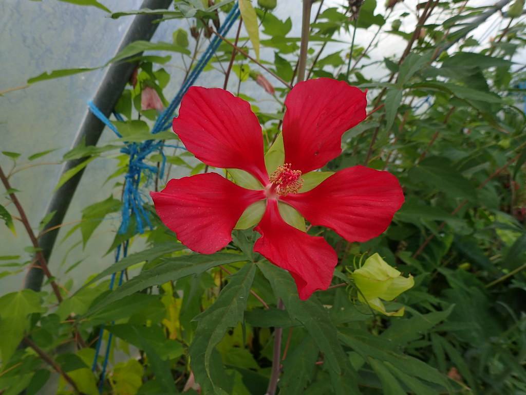 red flower with red spadix, green sepal, reddish-green stem, and narrow, green leaves