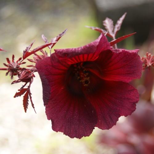 Burgundy flower with yellow anthers, burgundy leaves and stems