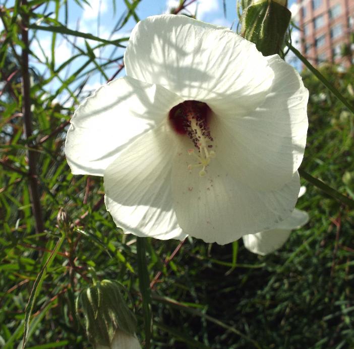 White flower with brown center, off-white stigma, off-white style, black anthers, green stems and leaves.