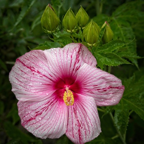 Pink-magenta flower with magenta center, yellow-magenta stigma, pink style, yellow anthers and filaments, lime-green buds, green leaves and sepals, yellow midrib and veins.