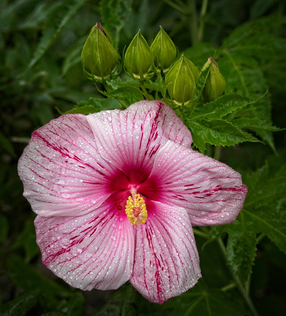 Swamp mallow(Hibiscus moscheutos); baby pink  flowers with dark pink markings and centers,  yellow stigmas, green buds, and green, toothed leaves 