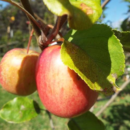 green-brown branch, consisting of green-yellow leaves and pink-yellow fruits