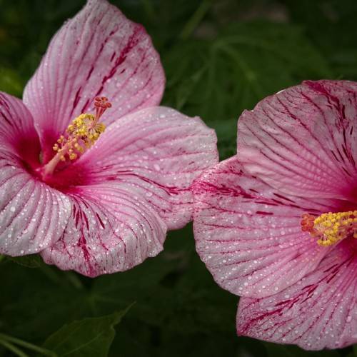 Hardy(Hibiscus 'Etna Pink'); baby pink flowers with red markings and centers, yellow stigmas, and green leaves