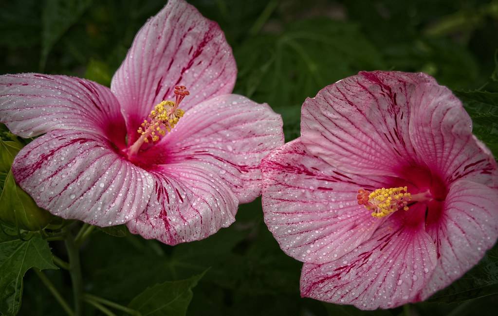 Hardy(Hibiscus  'Etna Pink'); baby pink  flowers with red  markings and centers,  yellow stigmas, and green leaves 