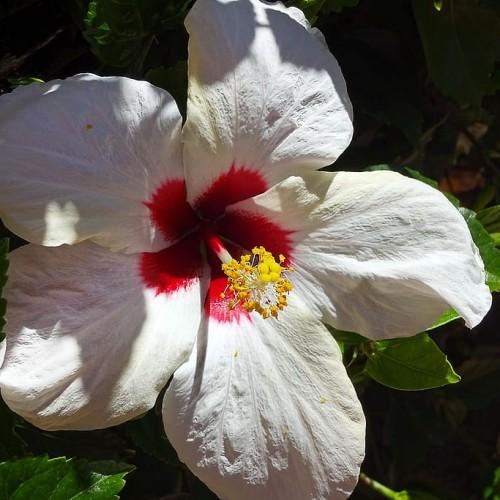 White flower with red center, yellow stigma, red-white style yellow anthers, white filament and green leaves
