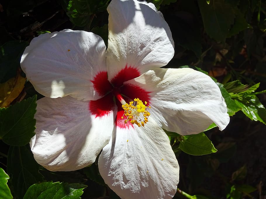 White flower with red center, yellow stigma, red-white style yellow anthers, white filament and green leaves