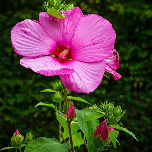 Pink flower with dark pink center, pink stigma, pink style, yellow anthers, white filaments, grren leaves white midrib, green buds, green sepal and brown stems
