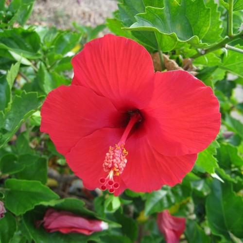 Red flower wwith red stigma, white style, red ovary yellow-red anthers, green leaves and stems.