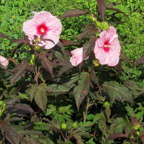 Hardy(Hibiscus 'Kopper King'); baby pink, saucer-like flowers with red centers, white spadix, reddish-green leaves and stems