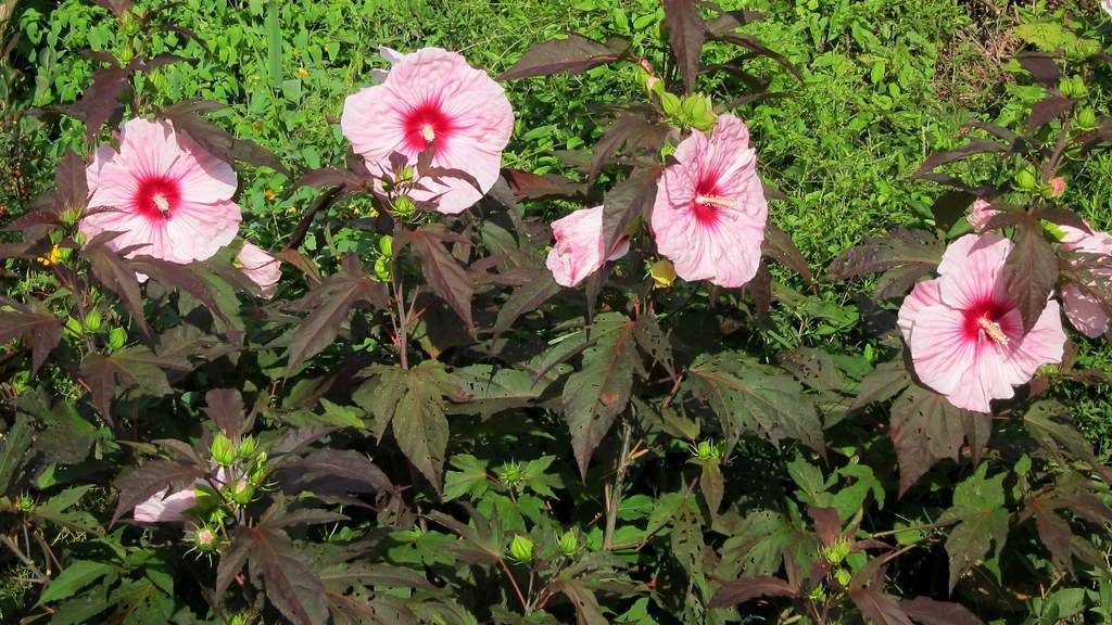 Hardy(Hibiscus 'Kopper King'); baby pink, saucer-like flowers with red centers, white spadix, reddish-green leaves and stems