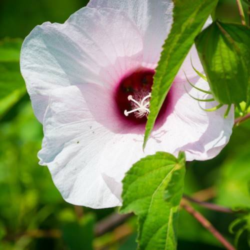 bright white, cup-like flower with deep red center, white stamens, and green leaves