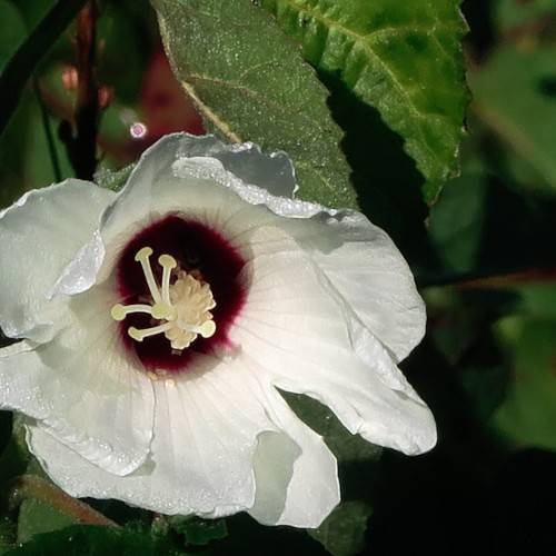 white-colored, large cup-shaped flowers with deep red center, white stamens, and toothed green leaves
