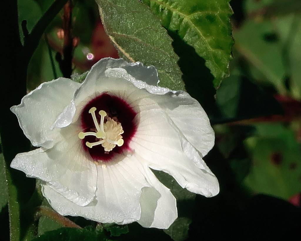 white-colored,  large cup-shaped flowers with deep red center, white stamens, and toothed green leaves 