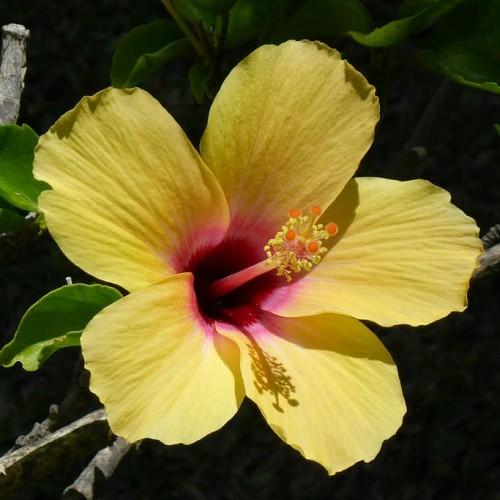 Yellow flower with burgundy center, orange yellow center , yellow-burgundy style, yellow stamen, green leaves and gray stems